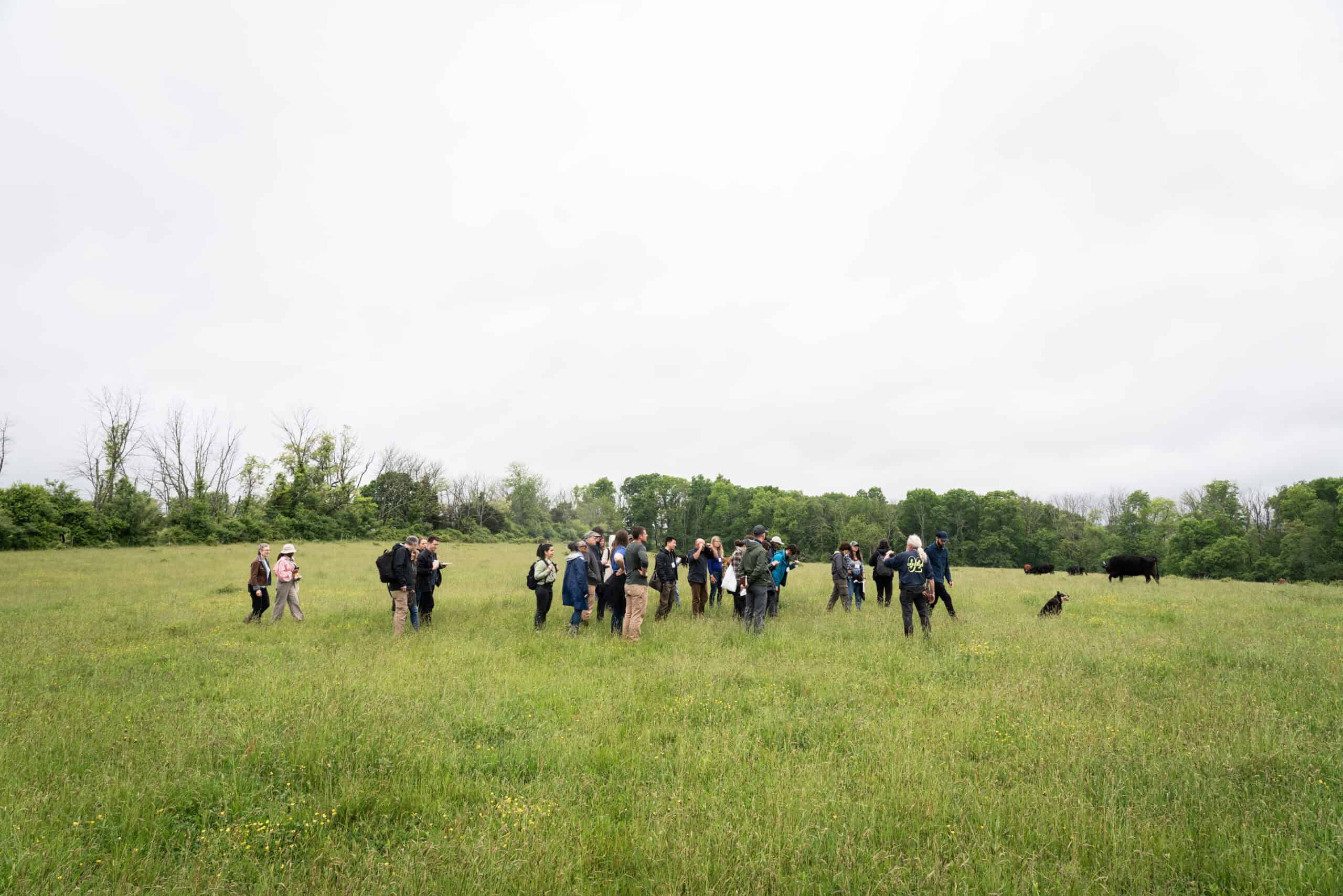 A large group of approximately 30 people walk through a field of grass.
