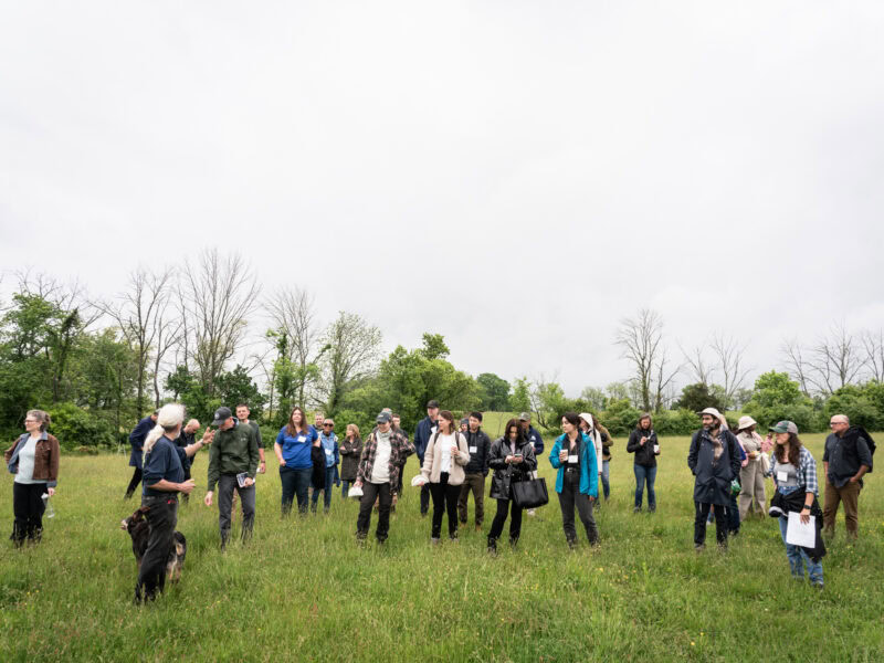 A large group of people stand in a field.