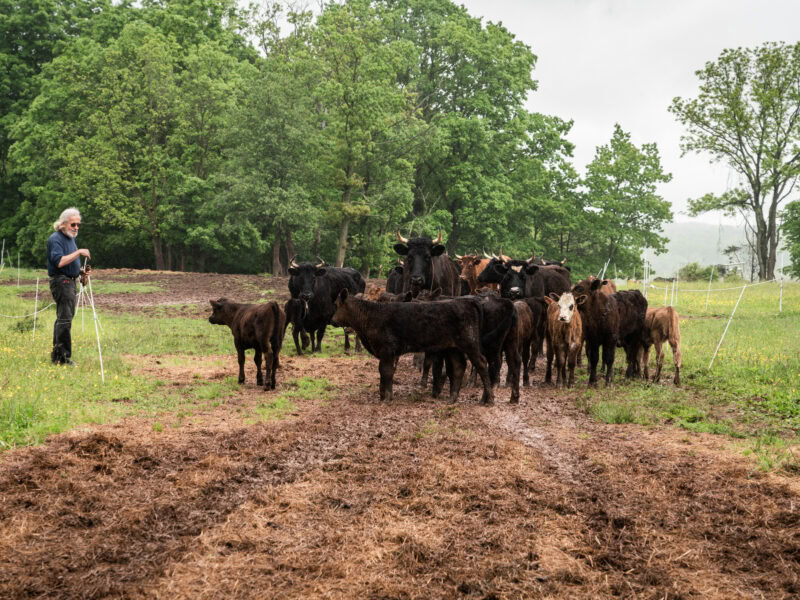 A man stands in a field facing a small herd of cattle.